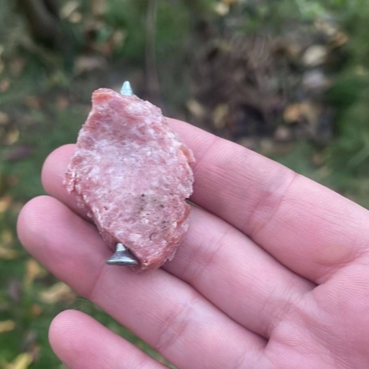 В Кабицино активизировались догхантеры.