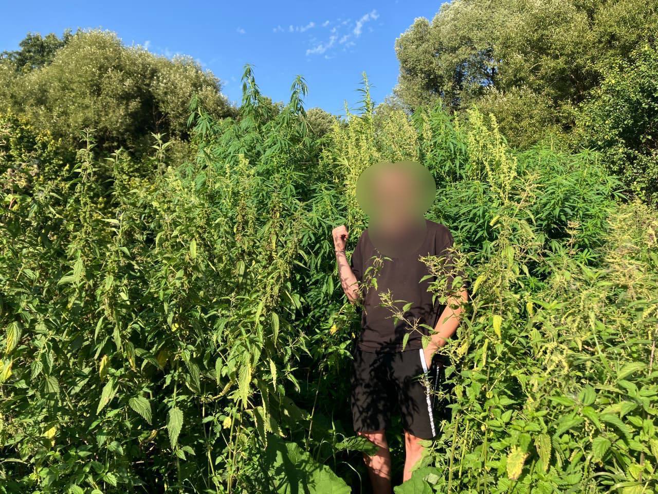 В Калужской области мужчина вырастил плантацию конопли.