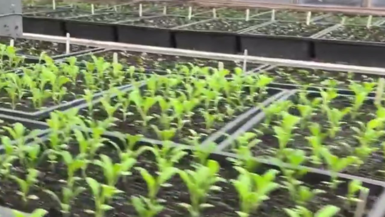 В Обнинске готовятся к высадке 90 тысяч цветов. Глава города Стефан Перевалов посетил питомник, г...