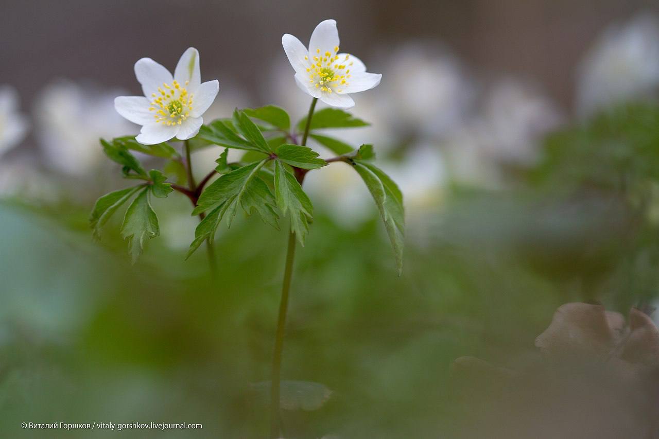 В заповеднике «Калужские засеки» зацвела ветреница дубравная. После апрельских холодов цветение п...