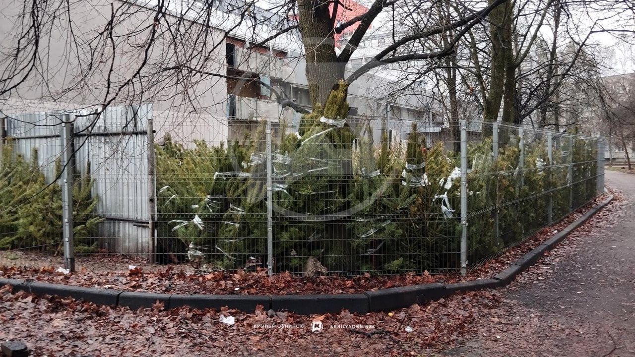 ? Сотни живых ёлок ждут своего часа! Коммерсанты уже готовятся к открытию ёлочных базаров.

А вы ...