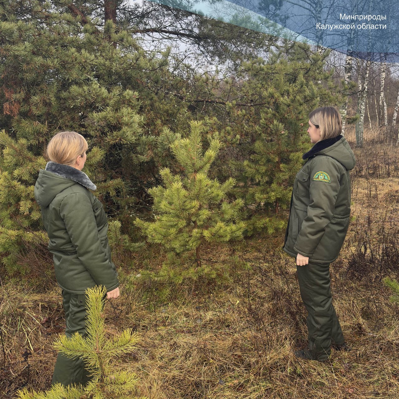 В Калужской области стартовала заготовка елок!

Лесники усилят контроль в лесах, чтобы не допусти...